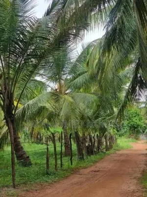 Coconut Land for Sale - Puluthivayal