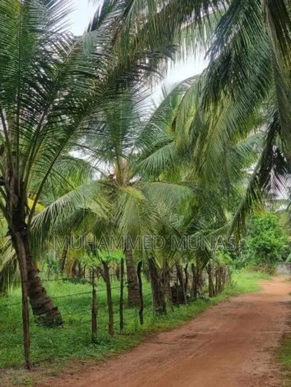 Coconut Land for Sale - Puluthivayal