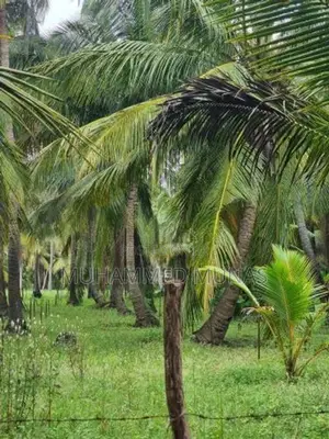 Coconut Land for Sale - Puluthivayal