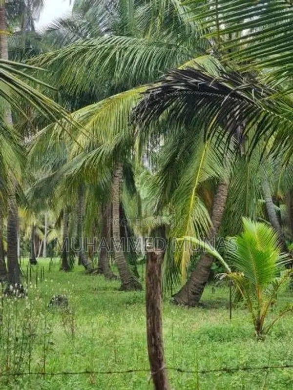 Coconut Land for Sale - Puluthivayal