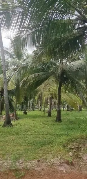 Coconut Land for Sale - Puluthivayal
