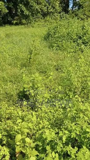 58 perch land for sale in thibirigaskatuwa near st Nicholas school