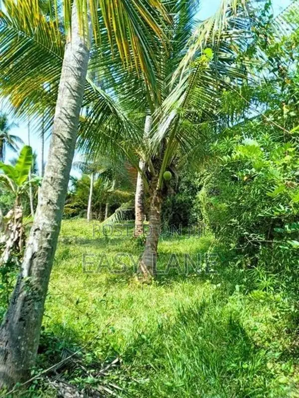 kurunegala විකිණීමට ඇති වටිනා පොල් ඉඩමක්