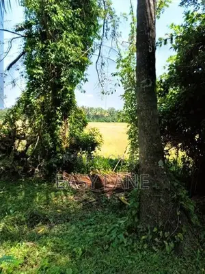 kurunegala විකිණීමට ඇති වටිනා පොල් ඉඩමක්