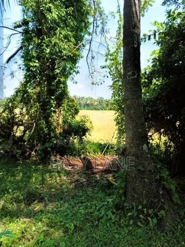 kurunegala විකිණීමට ඇති වටිනා පොල් ඉඩමක්