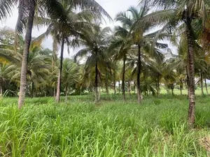 Land for Sale in Anamaduwa
