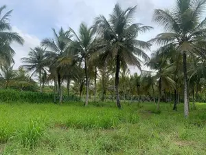 Land for Sale in Anamaduwa
