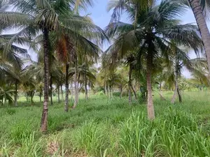 Land for Sale in Anamaduwa