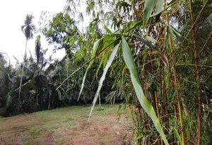 Valuable land for sale at Hikkaduwa – A prime Tourist Destination