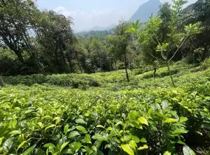 5 Acres Tea Cinnamon Clove Estate Land for Sale – Neluwa, Galle