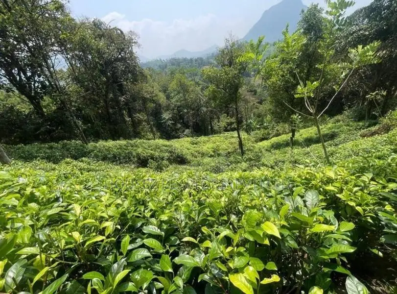 5 Acres Tea Cinnamon Clove Estate Land for Sale – Neluwa, Galle