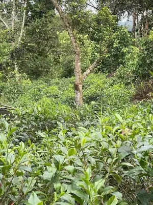 5 Acres Tea Cinnamon Clove Estate Land for Sale – Neluwa, Galle