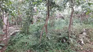 Prime 40-Perch Riverside Land For Sale in Hikkaduwa