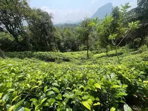 5 Acres Tea Cinnamon Clove Estate Land for Sale – Neluwa, Galle