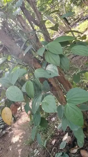 Agricultural Land for Sale – Thanamalwila Area