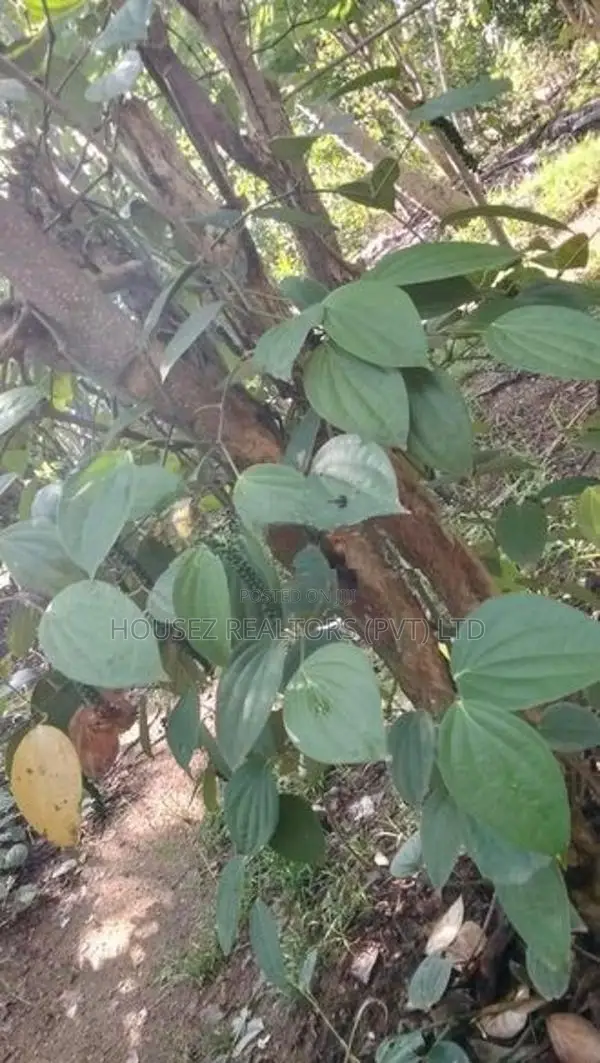Agricultural Land for Sale – Thanamalwila Area
