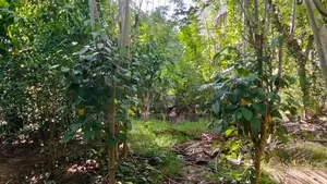 Agricultural Land for Sale – Thanamalwila Area