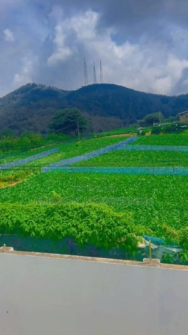 Cottages for Rent - Nuwara Eliya