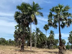 Land for Sale Kilinochchi