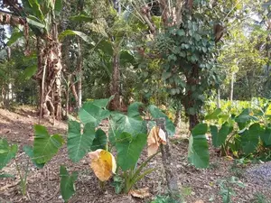 Land for Sale –gampaha