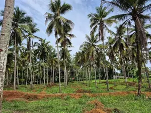 Land for Sale in Attanagalla