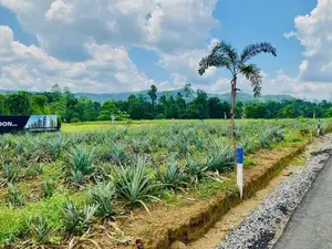 ඇහැලියගොඩින් ඉඩමම