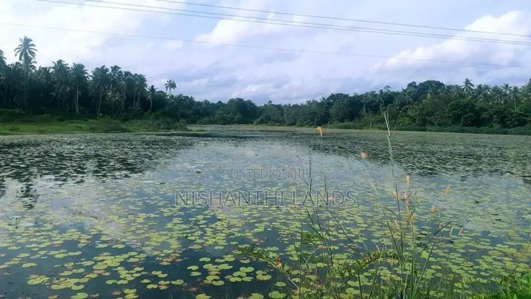 නිරවුල් ඹප්පු මිනුවන්ගොඩ