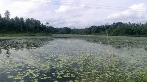 නිරවුල් ඹප්පු මිනුවන්ගොඩ