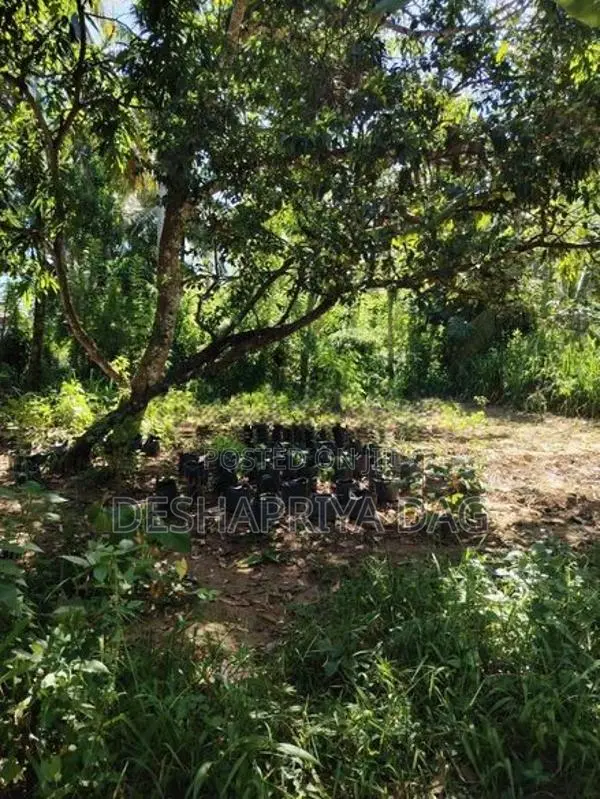 Land for Sale in Monaragala