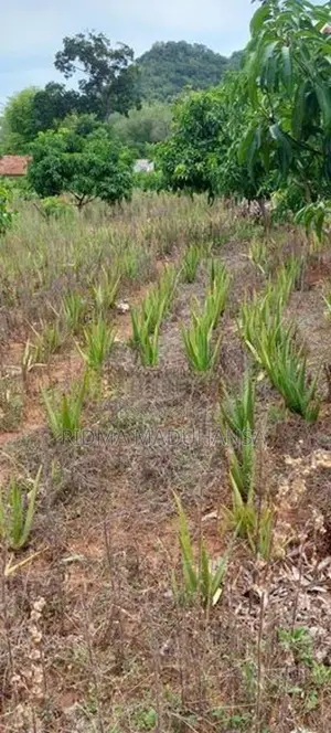 Land for Sale in Lunugamwehera