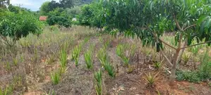 Land for Sale in Lunugamwehera