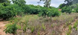 Land for Sale in Lunugamwehera