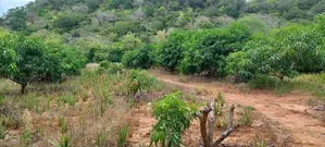 Land for Sale in Lunugamwehera