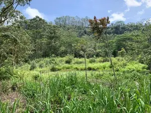 Land for Sale Pussellawa