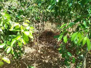 Cinnamon Land for Sale Horagoda Weligama