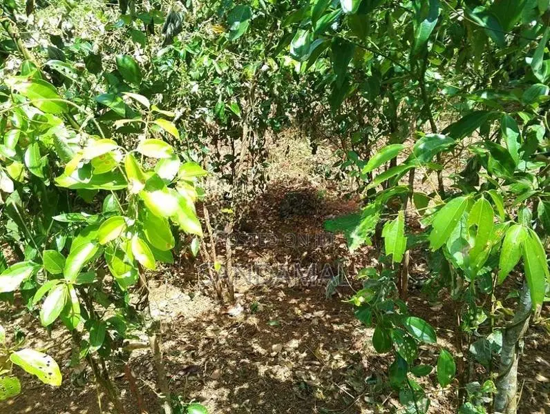Cinnamon Land for Sale Horagoda Weligama