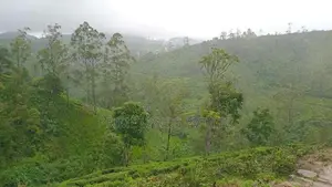 Land for Sale Hatton