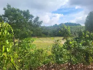 Cinnamon Land for Sale Horagoda Weligama