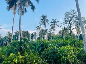 Valuable Residential Lands for Sale – Bentota.