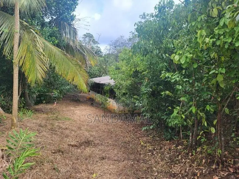 Cinnamon Land for Sale Horagoda Weligama