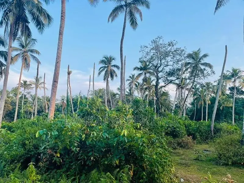 Valuable Residential Lands for Sale – Bentota.