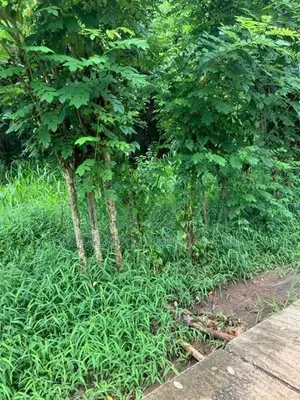 Land for Sale in Kengalla