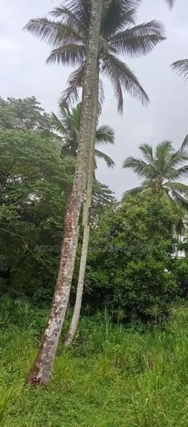 Land For Sale in Homagama