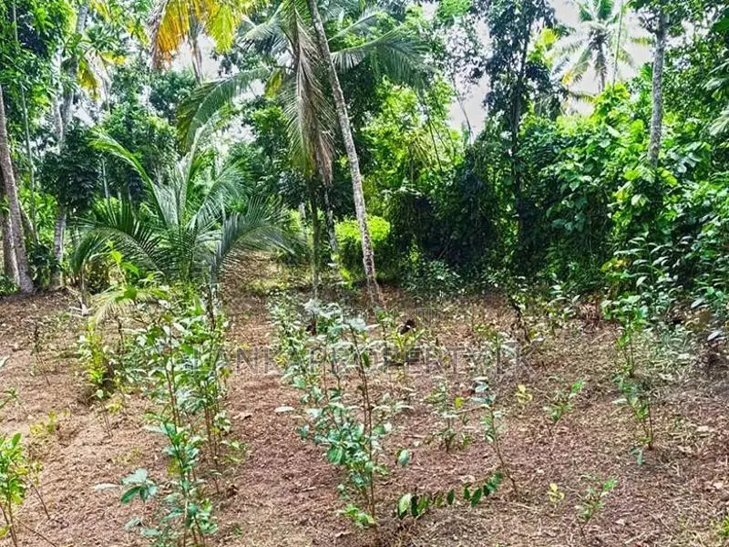367 Perches Scenic Land for Sale in Ahangama.