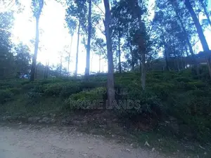 Valuable Land for Sale in Pussellawa