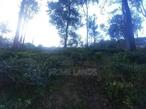 Valuable Land for Sale in Pussellawa