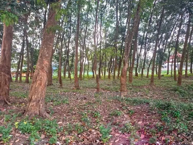 Prime Commercial Rubber Land for Sale in Biyagama