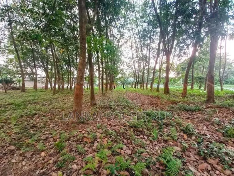 Prime Commercial Rubber Land for Sale in Biyagama