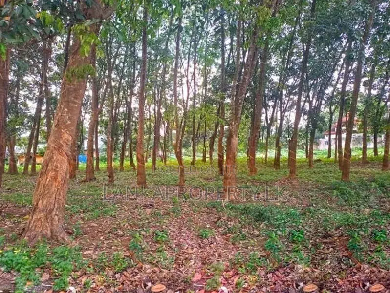 Prime Commercial Rubber Land for Sale in Biyagama