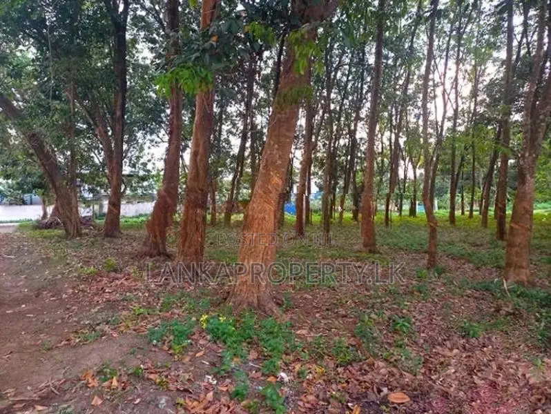 Prime Commercial Rubber Land for Sale in Biyagama
